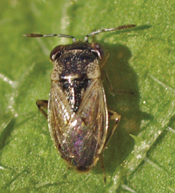 Photograph of adult big-eyed bug.